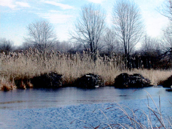 Beaver lodges located at the point where the water from Quaker Pond enters
      Irondequoit Creek.